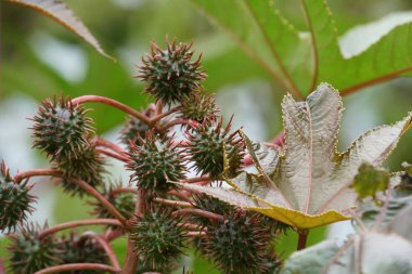 yeşil yaprakları ile kestane ağacıdalları, yakın çekim 