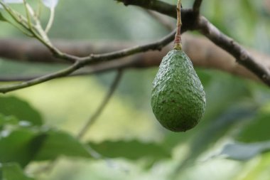 meyve ve yeşil yaprakları ile avokado ağacı dalı 