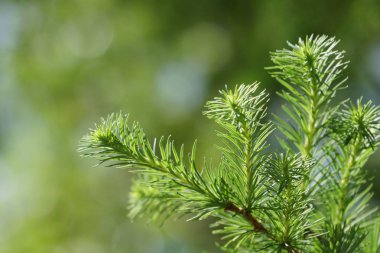 eşleri ile yeşil bitkilerin yakın açık havada 
