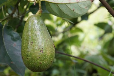 meyve ve yeşil yaprakları ile avokado ağacı dalı 