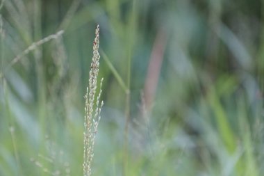 yeşil çim güneşli bir günde yaz bulanık çayır büyüyen