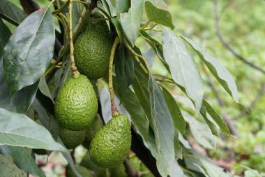 meyve ve yeşil yaprakları ile avokado ağacı dalı 