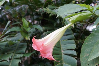 Açık büyüyen renk çiçeği yakın 