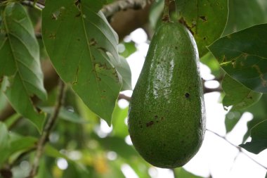 meyve ve yeşil yaprakları ile avokado ağacı dalı 