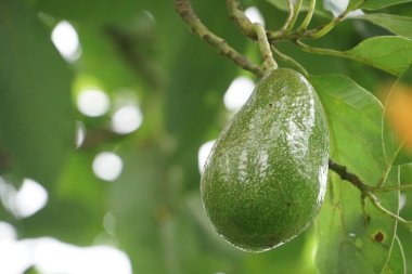 meyve ve yeşil yaprakları ile avokado ağacı dalı 