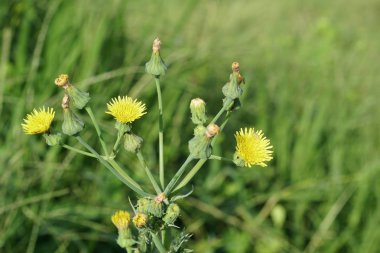 güneşli bir gün yaz çayır büyüyen vahşi sarı karahindiba çiçekler 