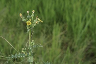 güneşli bir gün yaz çayır büyüyen vahşi sarı karahindiba çiçekler 