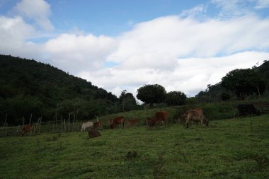 güneşli bir günde yeşil çayırda otlayan kahverengi buzağılar 