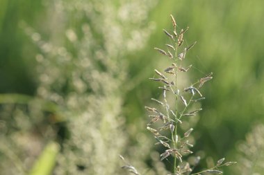yeşil çim güneşli bir günde yaz bulanık çayır büyüyen