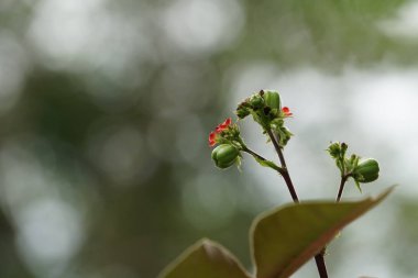 Açık büyüyen renk çiçekler yakın 