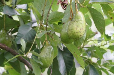 meyve ve yeşil yaprakları ile avokado ağacı dalı 
