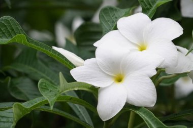 güneşli bir günde bahçede büyüyen egzotik beyaz güzel plumeria çiçekler