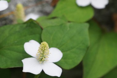 Açık büyüyen renk çiçekler yakın 