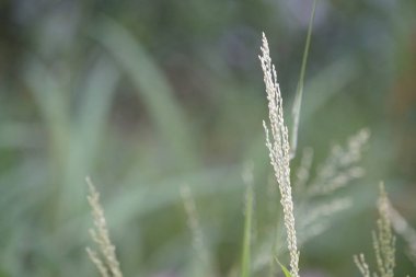 yeşil çim güneşli bir günde yaz bulanık çayır büyüyen