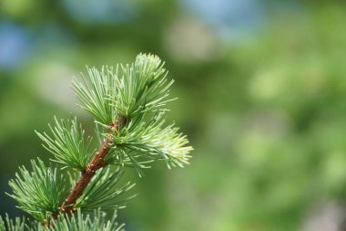 eşleri ile yeşil bitkilerin yakın açık havada 