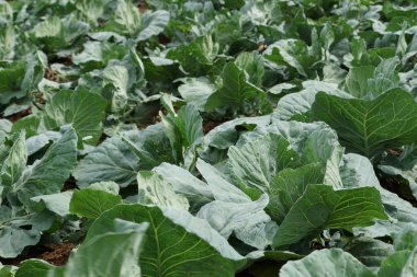 tarım alanında yetişen lahana sıraları 