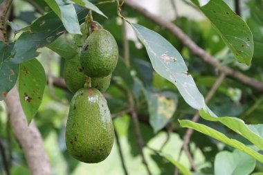 meyve ve yeşil yaprakları ile avokado ağacı dalı 