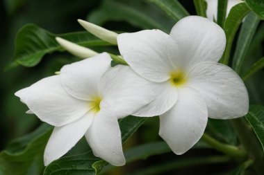 güneşli bir günde bahçede büyüyen egzotik beyaz güzel plumeria çiçekler