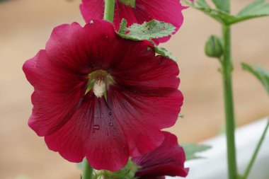 hollyhock pembe güzel çiçekler güneşli bir günde bahçede büyüyen