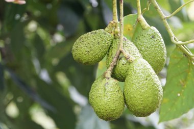 meyve ve yeşil yaprakları ile avokado ağacı dalı 