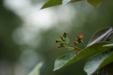 Açık büyüyen renk çiçekler yakın 