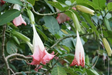 Açık büyüyen renk çiçekler yakın 