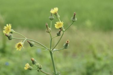 Yaz çayır on güneşli gün sarı karahindiba çiçekleri 