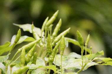 gündüz biber ile tarım alanı görünümü