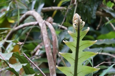 gündüz açık havada yeşil bitkilerin yakın 