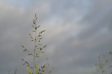 gündüz açık havada yeşil bitkilerin yakın 