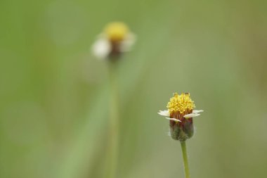 Açık büyüyen renk çiçeği yakın 