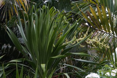 gündüz açık havada yeşil bitkilerin yakın 