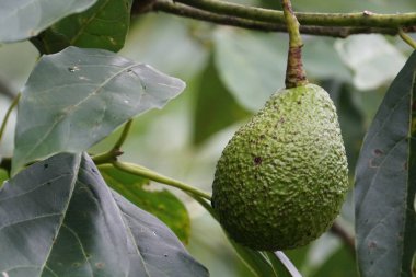 meyve ve yeşil yaprakları ile avokado ağacı dalı 
