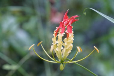Açık büyüyen renk çiçekler yakın 