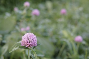  güneşli bir günde yaz çayırında mor yonca çiçekleri