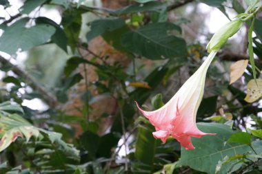 Açık büyüyen renk çiçeği yakın 