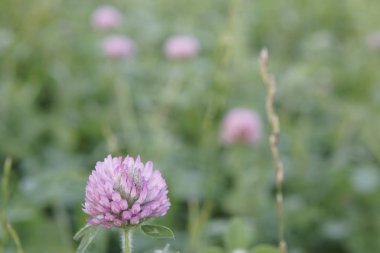  güneşli bir günde yaz çayırında mor yonca çiçekleri