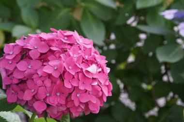 mor güzel phlox çiçekler güneşli bir günde bahçede büyüyen