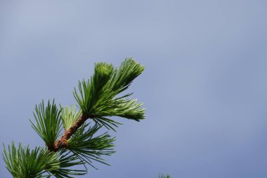 eşleri ile yeşil bitkilerin yakın açık havada 