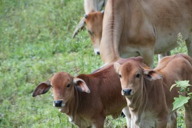 güneşli bir günde yeşil çayırda otlayan kahverengi buzağılar 
