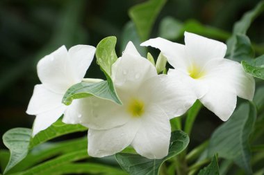 güneşli bir günde bahçede büyüyen egzotik beyaz güzel plumeria çiçekler