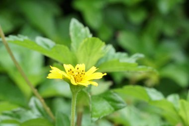 Açık büyüyen renk çiçeği yakın 