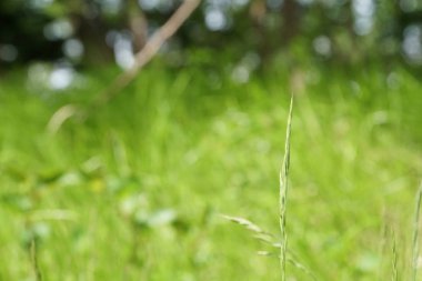 yeşil çim güneşli bir günde yaz bulanık çayır büyüyen