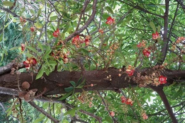 Primer Plano Flores Color Creciendo Aire Libre — Foto de Stock