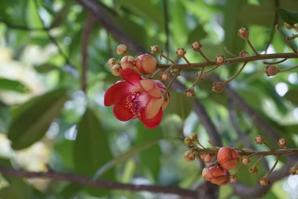 Primer Plano Flores Color Creciendo Aire Libre — Foto de Stock