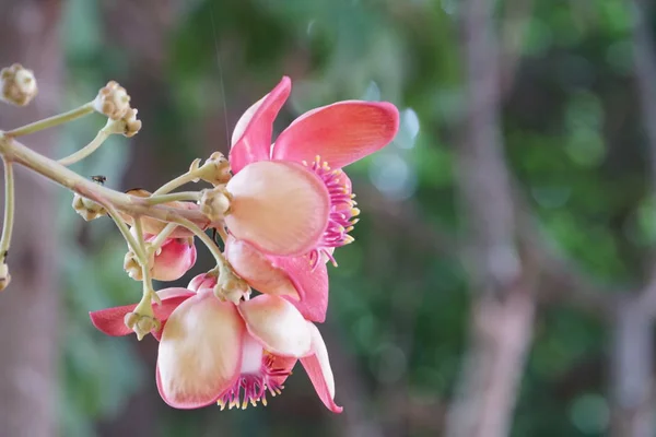 Gros Plan Fleurs Couleur Poussant Plein Air — Photo