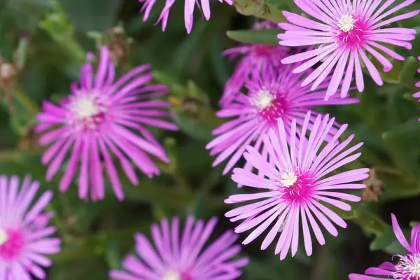 Primo Piano Fiori Colore Che Crescono All Aperto — Foto Stock