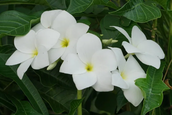 Exóticas Flores Plumeria Blanca Hermosa Creciendo Jardín Día Soleado — Foto de Stock