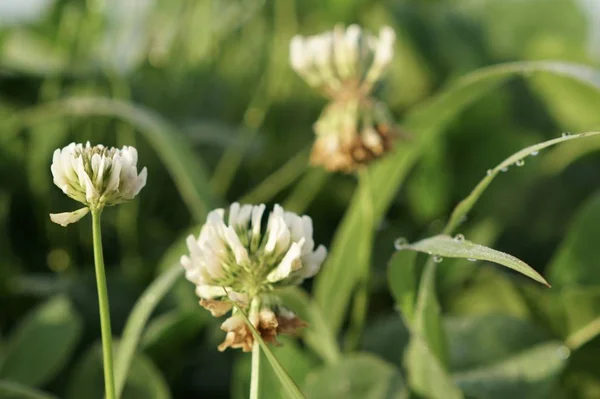 Trifolium or Trifolium repens, white clover, Dutch clover, Ladino clover, or Ladino, close up of flowers on meadow at daytime