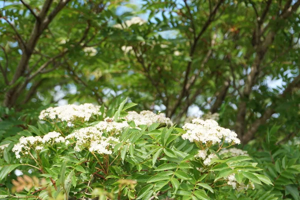 Primer Plano Flores Color Creciendo Aire Libre —  Fotos de Stock